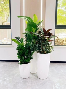 为何都选慈溪花木租摆？服务好是关键！